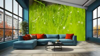 
green grass fresh lawn summer Wall mural