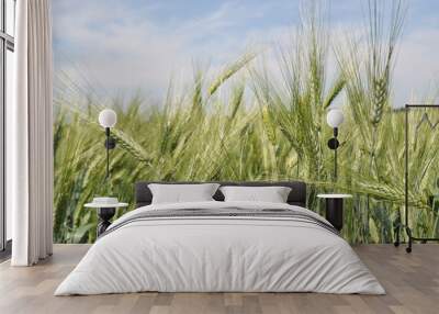 Ripe ears of grain in the field, harvesting, agriculture in natural conditions Wall mural