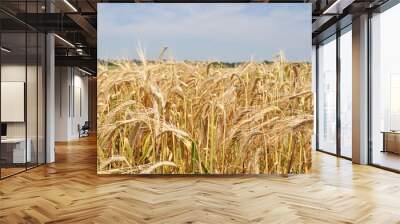 Ripe ears of grain in the field, harvesting, agriculture in natural conditions Wall mural