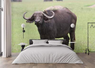 An african buffalo standing and looking into camera Wall mural