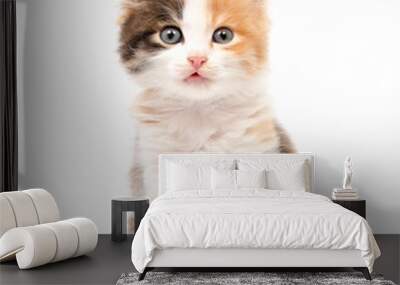 Beautiful cat kitten isolated on white background. Wall mural