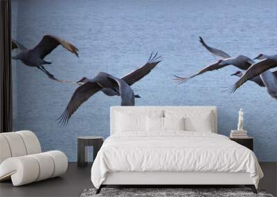 Sandhill Crane flying in the sky Wall mural