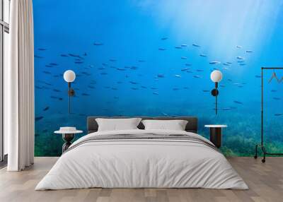 Freshwater fish swimming in the clear water, Underwater Wildlife Wall mural