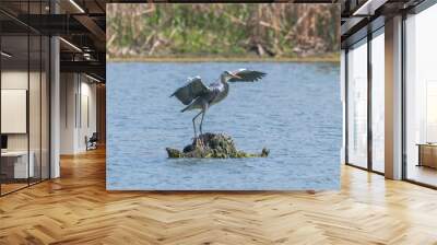 Grey Heron landing (ardea herodias) Grey Headed Heron Wall mural