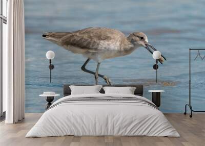 Wilson's Plover Shore Bird on a Florida Gulf Coast Beach. Wall mural