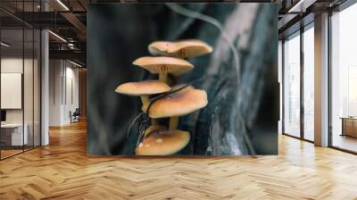 mushrooms on a tree Wall mural