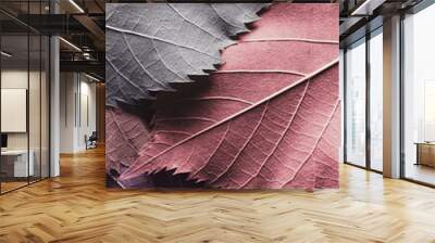 Macro colorful leaves, texture background Wall mural