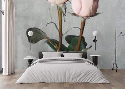 two beautiful pink roses isolated on gray Wall mural