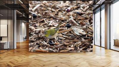 Tiny  little  Silvereye or Wax-eye (Zosterops lateralis) a  small omnivorous passerine bird of Australia  is eating juicy ripe black olives fallen from the tree on a sunny early winter morning. Wall mural