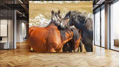 Herd of horses grazing on the pasture Wall mural