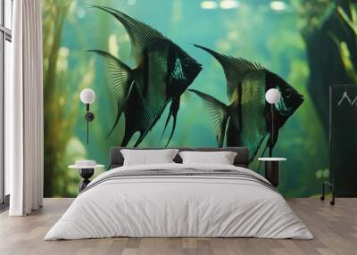 Two Black Angelfish Swimming Through Green Water Wall mural