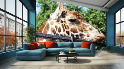 giraffe portrait Wall mural