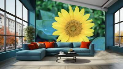 Close up Helianthus flower or sunflower.Sunny smile sunflower. Wall mural