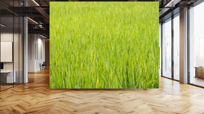 Rice field green background.Beautiful green wallpaper. Wall mural