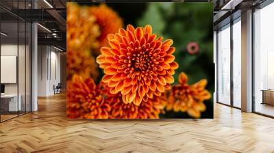 Fresh bright chrysanthemums. Japanese, korean style. Background for a beautiful greeting card. Wall mural