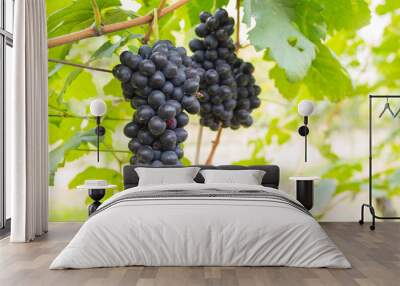 Lush, ripe red wine grapes on the vine with green leaves Wall mural