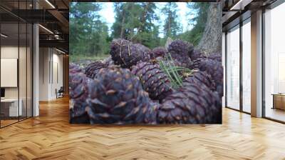 Macro shot of pine cones on a forest background Wall mural