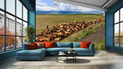 Walking outdoors cattle herd. A beautiful view. Wall mural