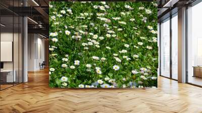 Detailed view of daisies in a garden full of green grass. Wall mural