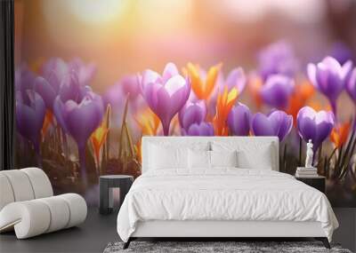 Beautiful first flowers of purple crocus growth at the meadow with smooth bokeh sun light for spring concept background. Wall mural