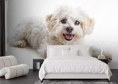 Cute and happy white dog isolated on white background Wall mural