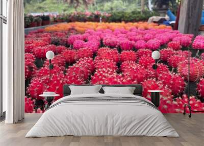 many coloured cactus is small pot red pink Wall mural