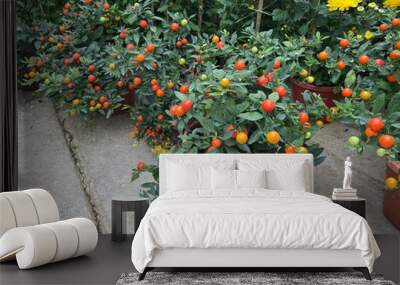 small orange cherry tomato plant Wall mural