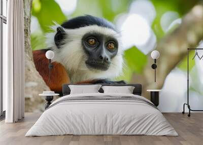 Zanzibar red colobus monkey resting on a branch Wall mural