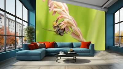 Bee flying with beautiful flowers Wall mural