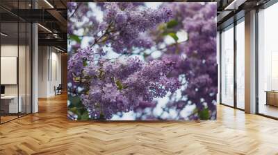 Branch with spring lilac flowers. Nature bokeh background. Wall mural