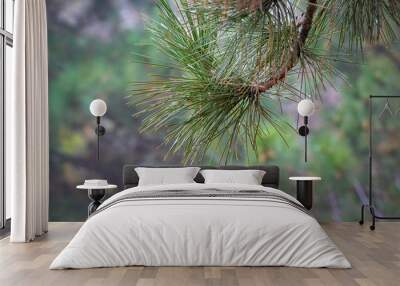 Pine branch on nature background Wall mural