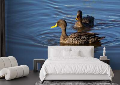 Pair of Yellow Billed Ducks on a pond busy with courtship Wall mural