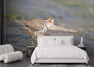 three banded plover walking in muddy shallow water bright sunlig Wall mural