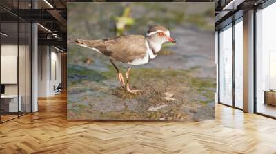 three banded plover walking in muddy shallow water bright sunlig Wall mural