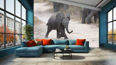 Young elephant play on a road with family feed nearby Wall mural