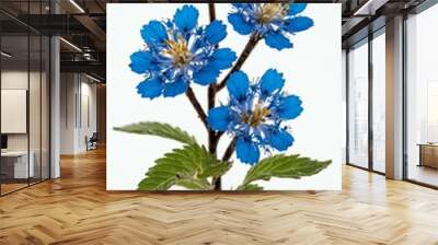 few twigs with small blue lace flower isolated on whit background Wall mural