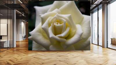 White rose macro Wall mural