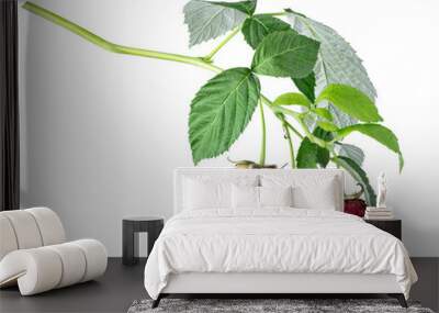 branch of ripe and unripe raspberries with leaves isolated Wall mural