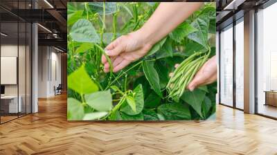 harvesting of green fresh beans in garden Wall mural