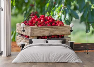 ripe cherries in crate on wooden table outdoors Wall mural