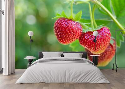 strawberries on the bush Wall mural