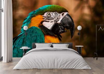 Blue green orange macaw talking parrot portrait closeup Wall mural