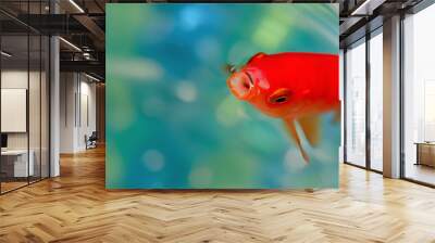 Closeup goldfish macro bright red orange colour mouth open Wall mural