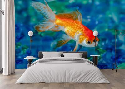 Gold fish goldfish single one in aquarium close up Wall mural