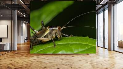 closeup of a cricket on a green leaf Wall mural