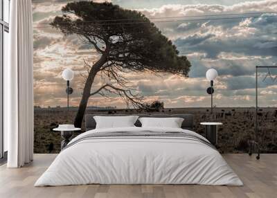 Tree silhouette , Landscape in Argentina Sunset on the pasture fields Wall mural