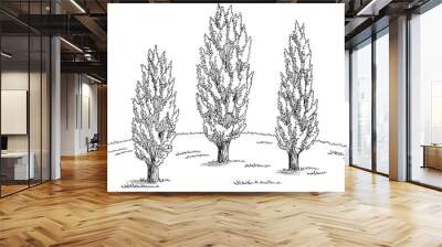 Poplar tree grove graphic black white landscape sketch illustration vector  Wall mural