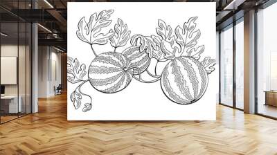 Watermelon graphic bush plant black white isolated sketch illustration vector Wall mural