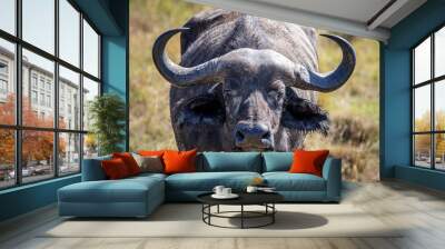 Buffalo Wall mural