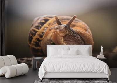 close up of a snail Wall mural